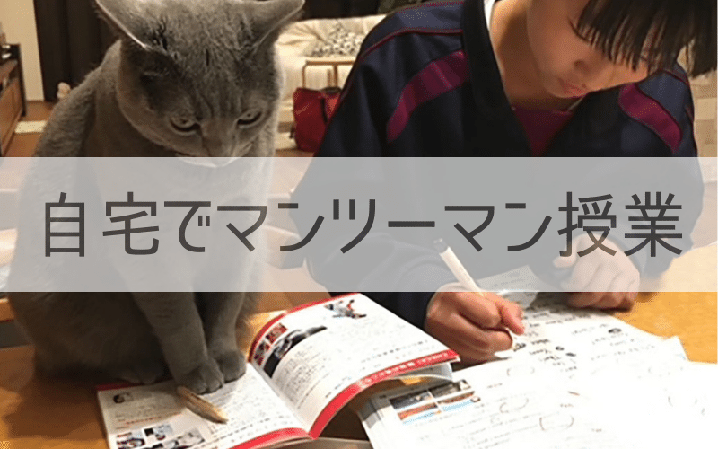 猫と勉強する女子学生